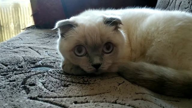 пропало обоняние, не чувствую запахов, паника..