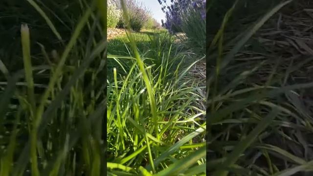 Стрижемо газон. Друга стрижка. #газон #дача #лаванда #газонокосилка #лавандовоеполе смотреть онлайн