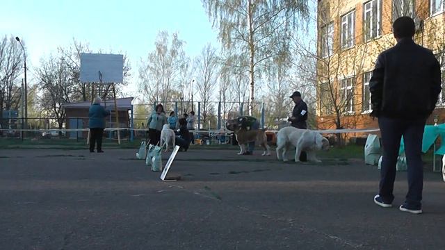 Выставка САО "Кубок Северного Подмосковья-2016" смотреть онлайн
