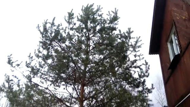 Обзор дачи Летяги