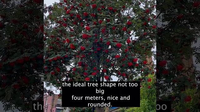 Beautiful Rowan Tree in autumn WITH BERRIES (Sorbus aucuparia) смотреть онлайн