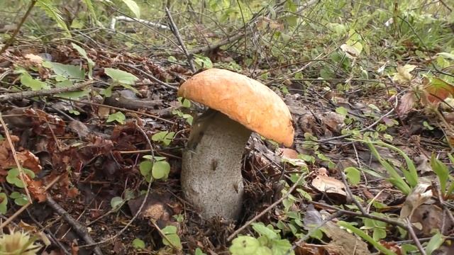 Пошёл за грибами а там такое, эмоции зашкаливали.Тихая охота 2019 продолжается! смотреть онлайн