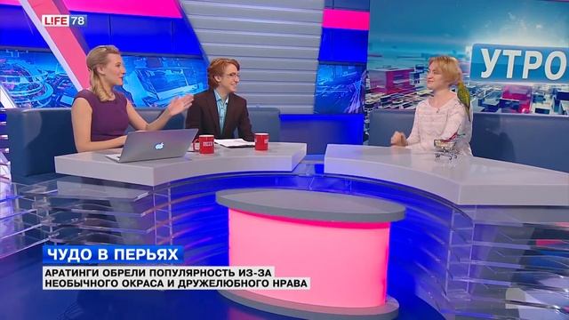 Попугай Аратинга: дружелюбный нрав и необычный окрас смотреть онлайн