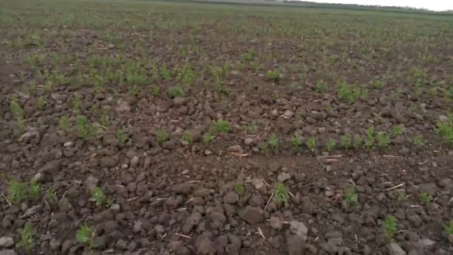 Сочевиця. 19 днів від посіву. Перші проблеми з шкідниками смотреть онлайн