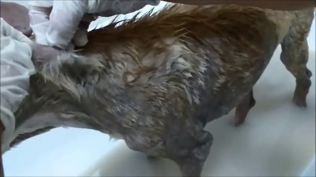 Подобранного демодекозного щенка отвезла в клинику ИДЕА смотреть онлайн