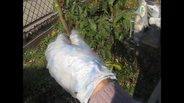 Как сохранить черенки роз осенью и посадить их весной смотреть онлайн