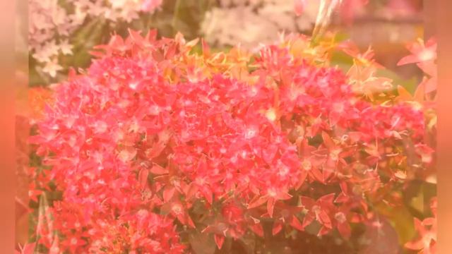 ПЕНТАС (PENTAS)