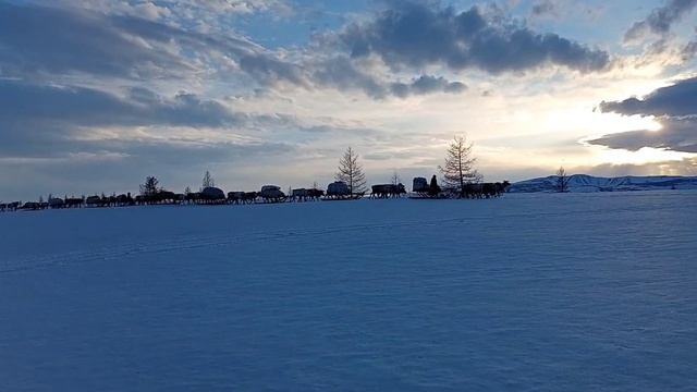 Аргиш кочевников Севера / День оленевода / Argish of the Nomads of the North смотреть онлайн