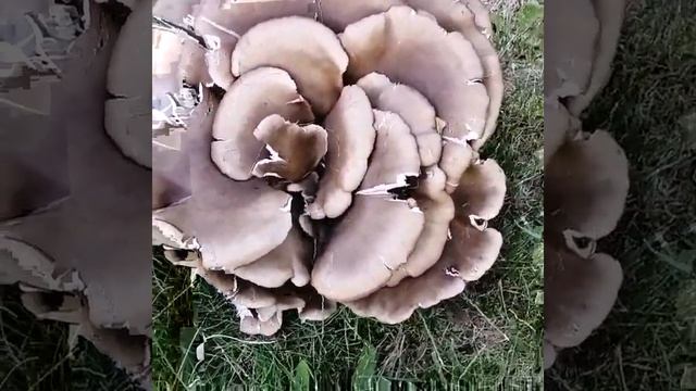 Грибная капуста :-) смотреть онлайн