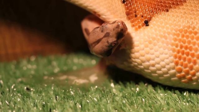 Рождение BCI