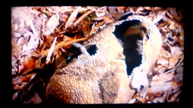 Disney's DINOSAUR Welcome Home Reversed смотреть онлайн