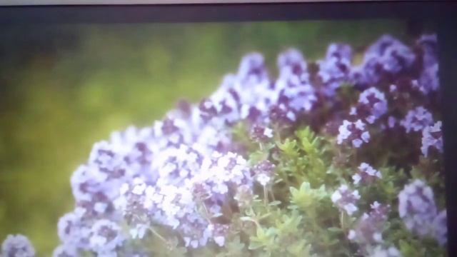 Тимьян посадка в открытый грунт. смотреть онлайн