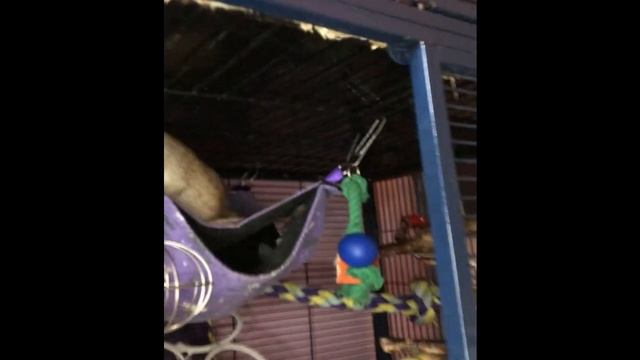 Rat cage review - Savic Royal Suite vs Little Zoo Ventura смотреть онлайн