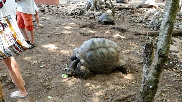 Занзибар. Остров черепах. Prison Island смотреть онлайн
