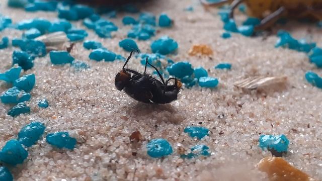 ?⭐|Муравьи против мухи|⭐?|Муравьиные истории|?⭐ смотреть онлайн