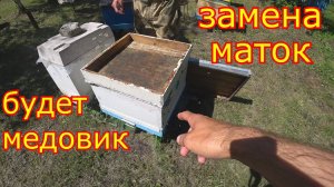 Как МЫ меняем МАТОК! МЕДОВИК на медосбор!!!