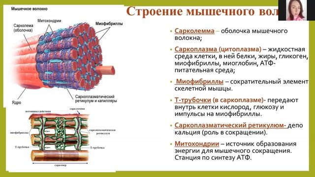 Строение мышечного волокна. Просто о сложном. Лекция № 1 для спортсменов и их тренеров. смотреть онлайн
