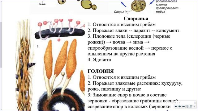 12_Грибы.Лишайники