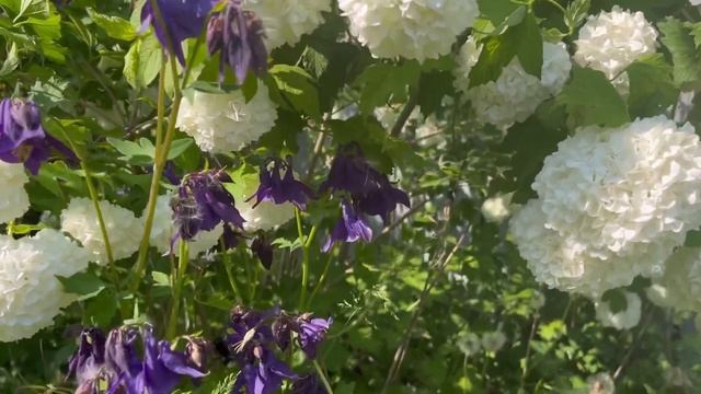 Калина Буль де неж (Boule De Neige)