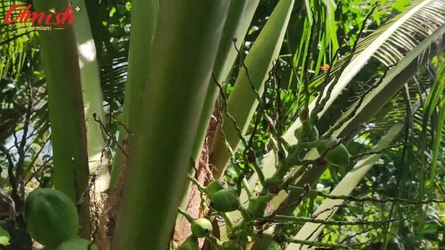 Кокос Сушёный Olmish Premium Plus смотреть онлайн