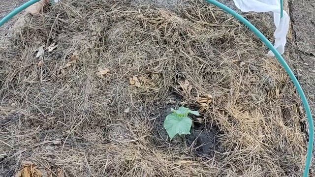 ЛЕНИВЫЙ ОГОРОД: НЕ КОПАЕМ, НЕ РЫХЛИМ, НЕ ПРОПАЛЫВАЕМ - ПОДВОДИМ ИТОГИ СЕЗОНА 2022 смотреть онлайн