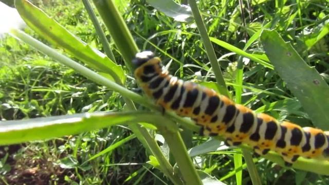 Чёрно-бело-оранжевая гусеница