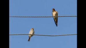 Вечерние ласточки, пение 30 мин