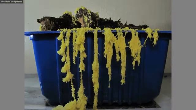 Движение и пульсация плазмодия и формирование спороношения Fuligo septica (видео 1) смотреть онлайн