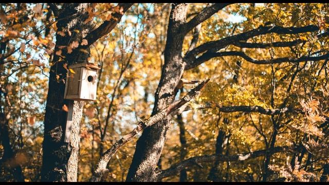 И Токмакова Осень Опустел скворечник #стихиобосени #современнаяпоэзия смотреть онлайн