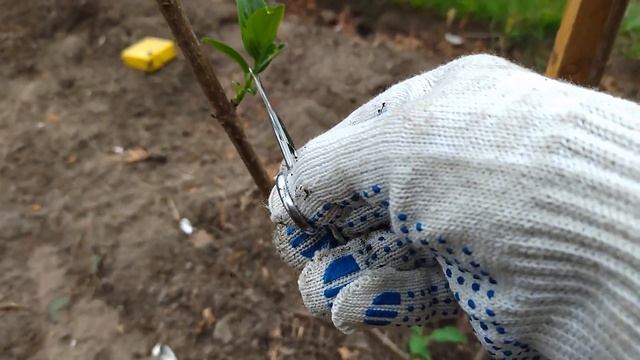 Формирование метельчатой гортензии на ШТАМБАХ — спецобрезка на утолщение стволов смотреть онлайн