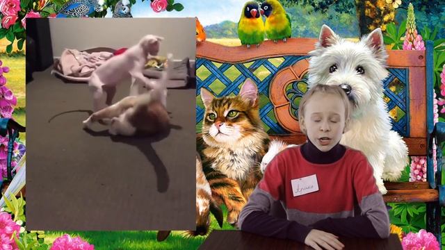 «Домашний заповедник» о сфинксах