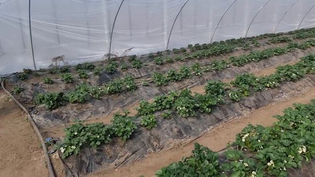 Сделайте это на клубнике во время цветения что бы не потерять большую часть урожая??? смотреть онлайн