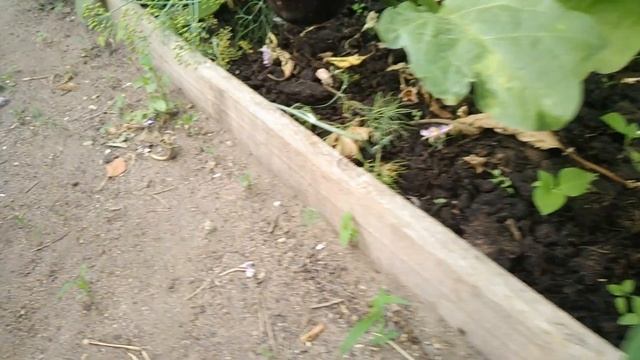 #ПАВЛОДАР НАШ#УРОЖАЙ ПОСПЕЛА#ОБЛЕПИХА ГОТОВИМ#ШАШЛЫК смотреть онлайн