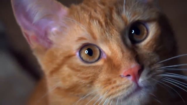 Меня преследует игрушка... смотреть онлайн