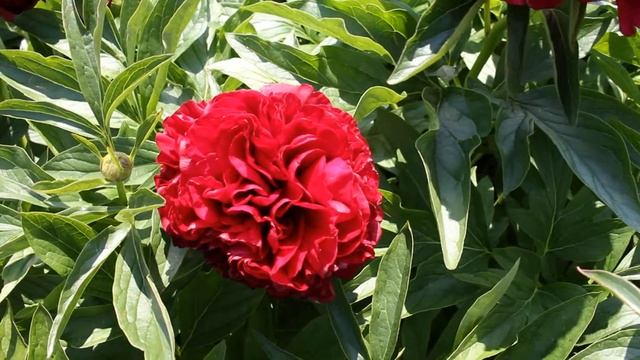 Eliza Lundi | R2 Flowers BV | Peonies смотреть онлайн
