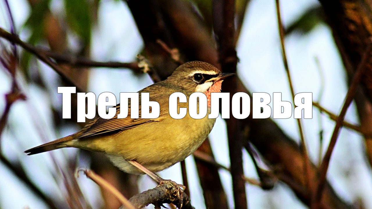 Видео для релакса 1 час Трель соловья, пение птиц, звук реки, фото природы. смотреть онлайн