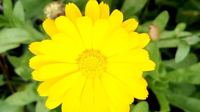 Мои помощники Растения, помогающие бороться с вредителями и болезнями смотреть онлайн