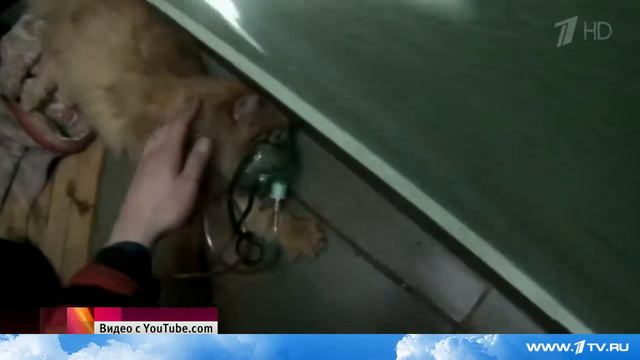 Пожарные спасли кота. смотреть онлайн