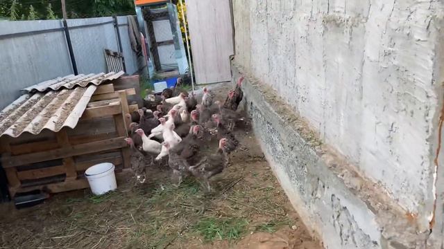 Индюшатам 2 месяца(60 дней). Содержание Индюков на улице. смотреть онлайн