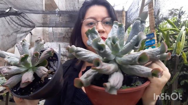 Suculentas: Meu substrato,preparação, onde planto! Dicas !!