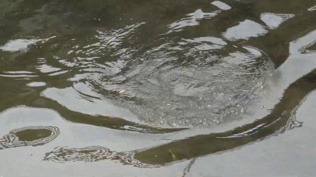 BIKIN JIWA MANCING MU MERONTA-RONTA BESTIE ||KETAPEL IKAN ||SLINGSHOT FISHING смотреть онлайн