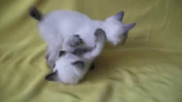 Котята меконгского бобтейла 2014г. лето смотреть онлайн