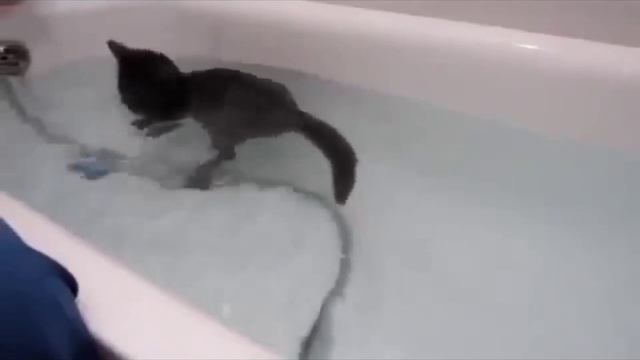 котик в ванной смотреть онлайн