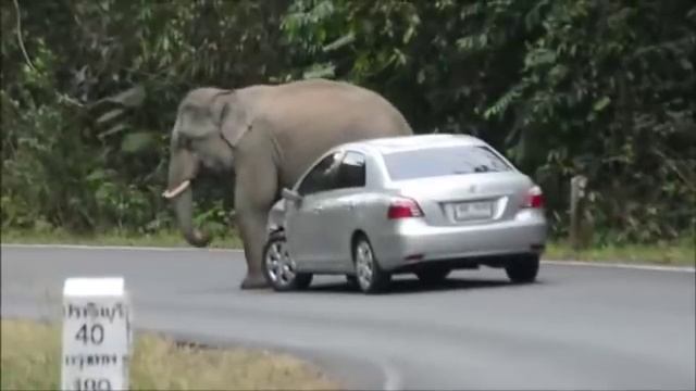 象が大暴れ！怖！象が怒ってるようですね。 смотреть онлайн
