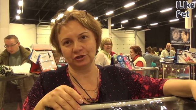 Шотландская вислоухая кошка. Ilike.pet