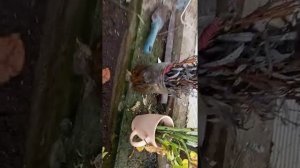 Посадила лука Джусай.Planted the onion Jusay.