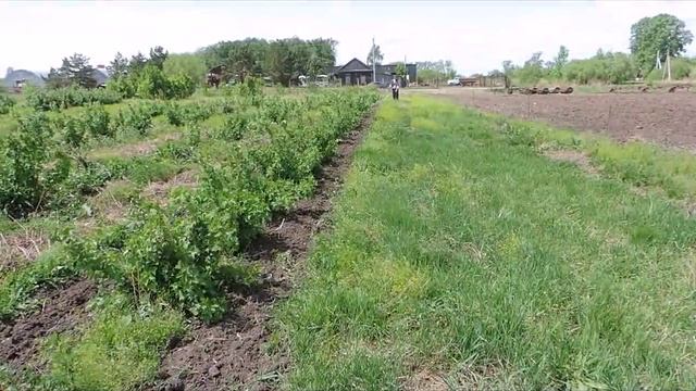 Уход за насаждениями черной смородины смотреть онлайн