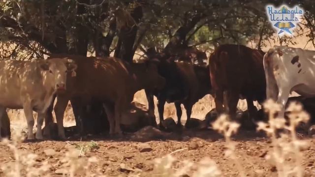 Рассказ о мирадже смотреть онлайн