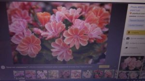 Сеем левизию..Двухэтапная стратификация