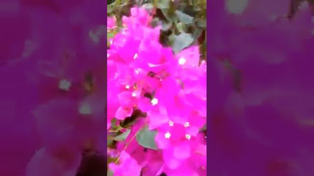 Pink Bougainvillea смотреть онлайн